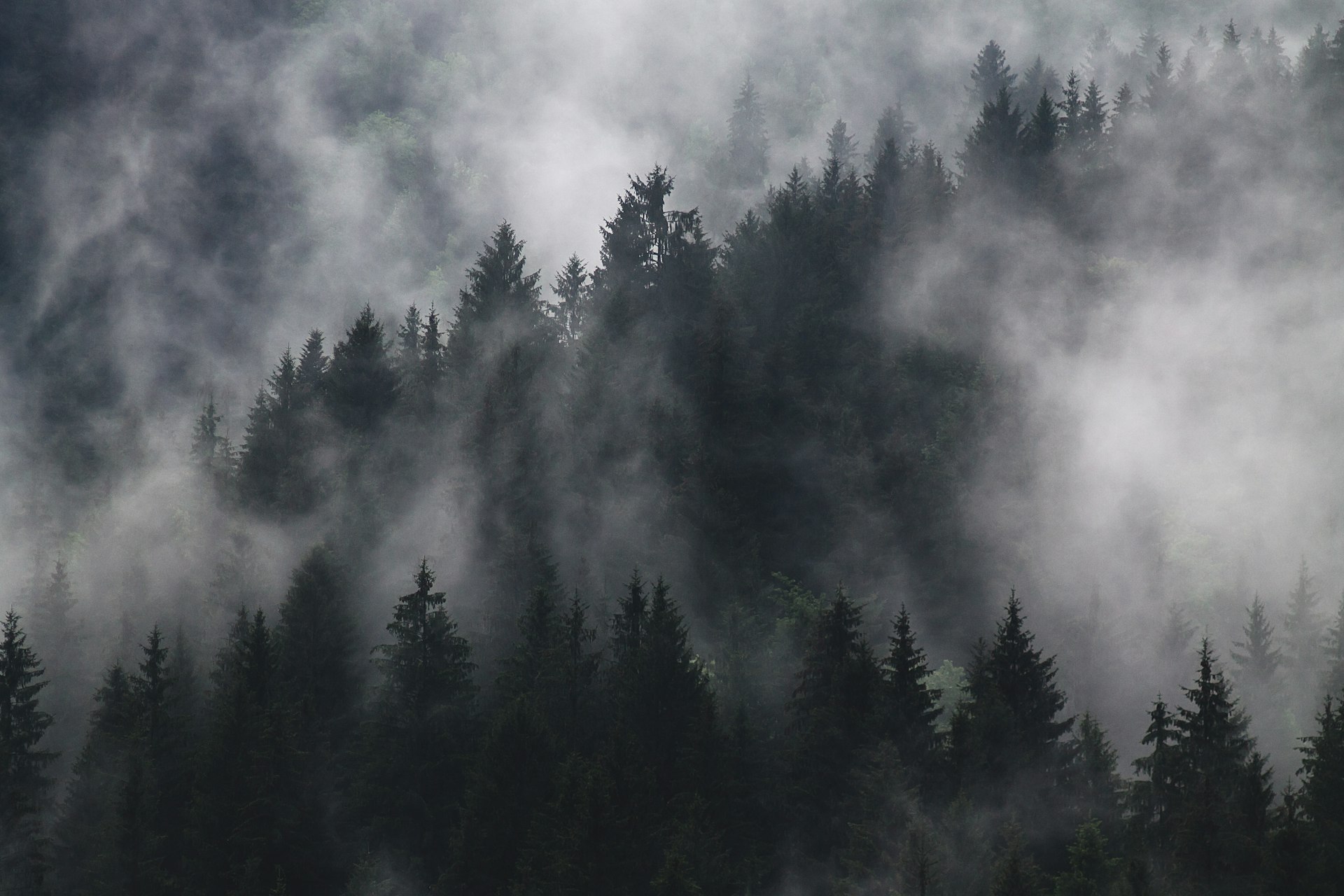 Forêt dans la brume